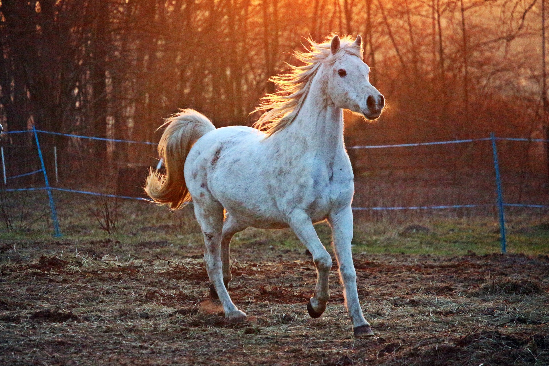 Le choix crucial de l'équipement équestre : comment garantir la sécurité du  cavalier et du cheval